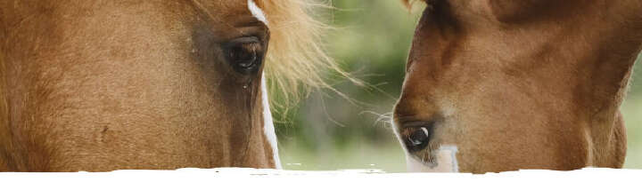 einstiegsbanner sortiment pferdefutter derby 920px mobil